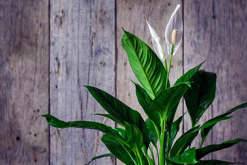 How to Grow and Care for Peace Lily