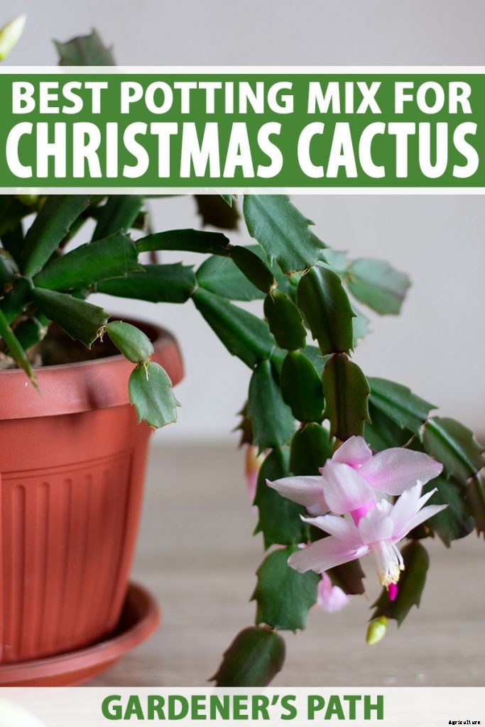 What Is the Best Potting Mix for Christmas Cactus?