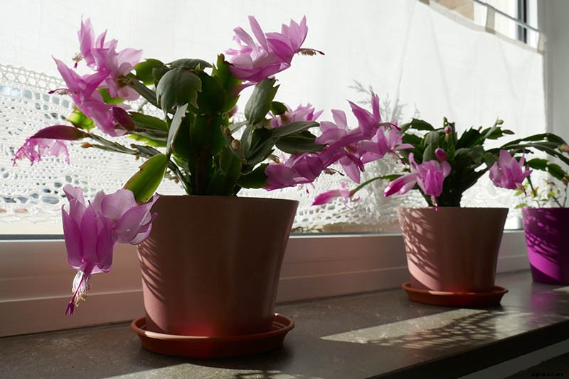 What Is the Best Potting Mix for Christmas Cactus?