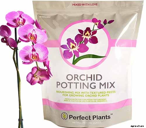 What Is the Best Potting Mix for Christmas Cactus?