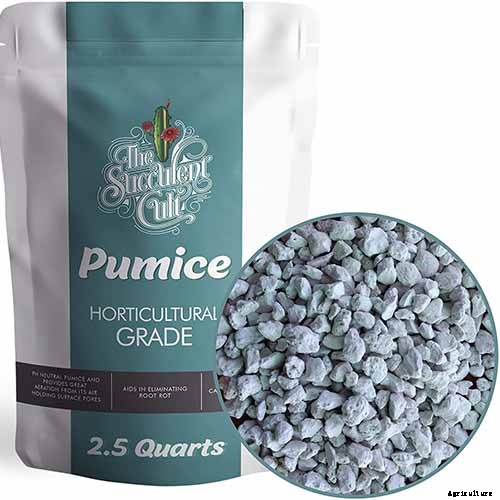 What Is the Best Potting Mix for Christmas Cactus?