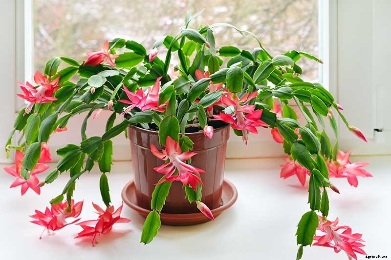 What Is the Best Potting Mix for Christmas Cactus?