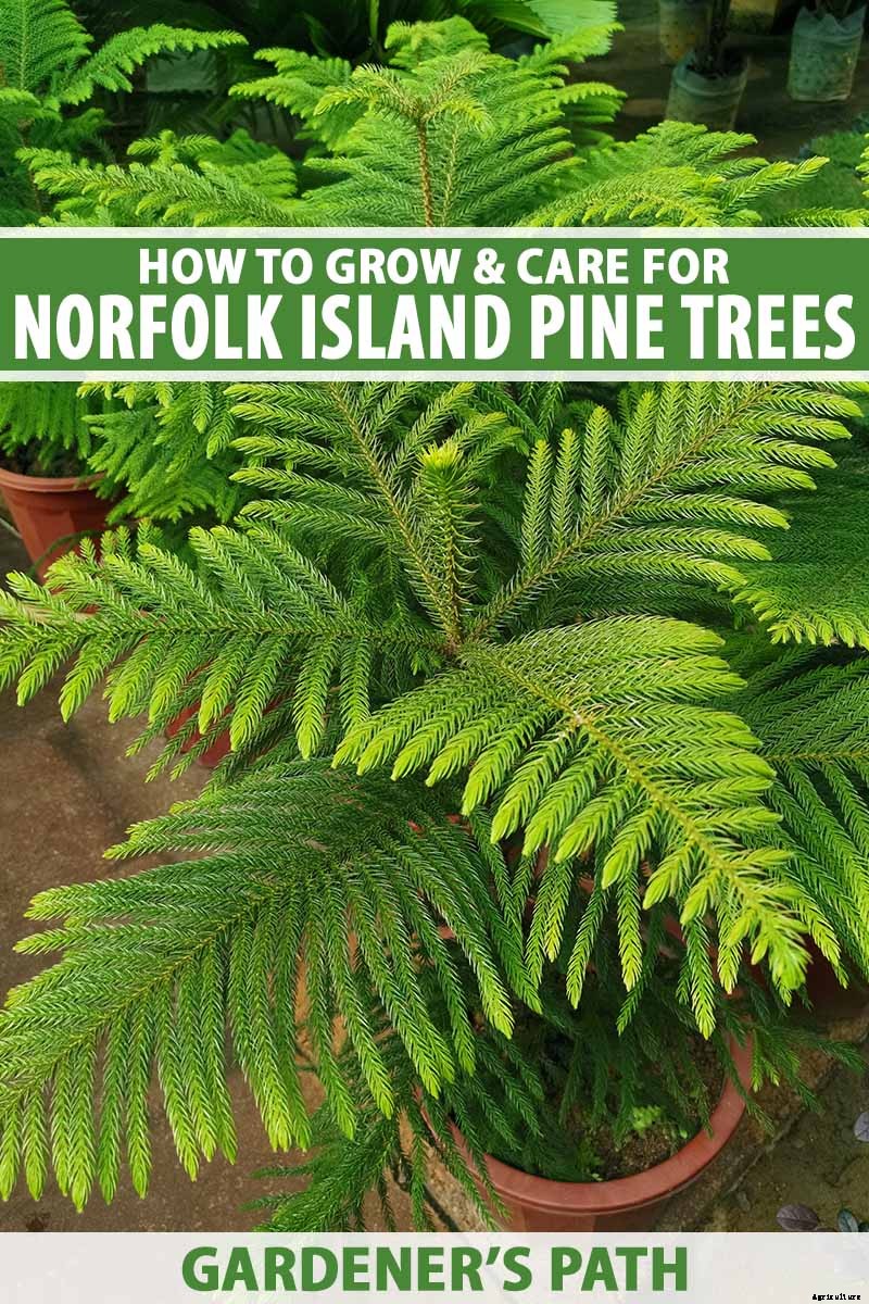 How to Grow Norfolk Island Pine, Your Living Christmas Tree