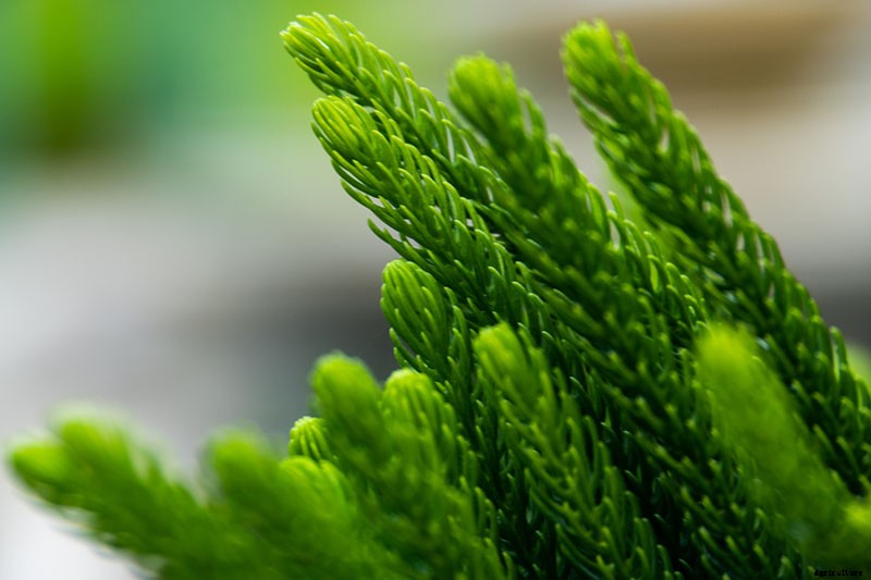 How to Grow Norfolk Island Pine, Your Living Christmas Tree