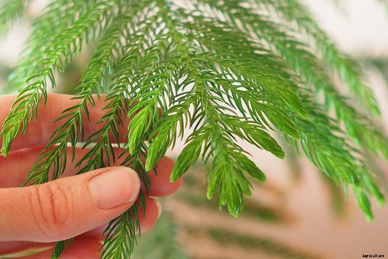 How to Grow Norfolk Island Pine, Your Living Christmas Tree