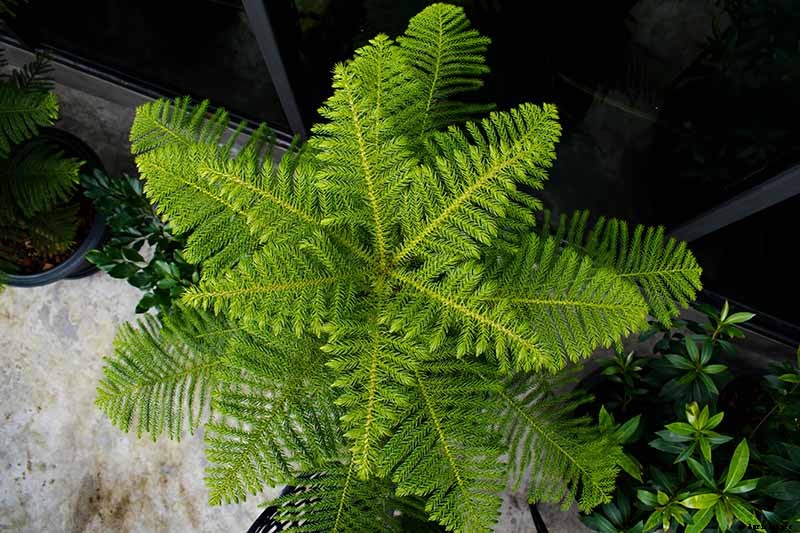 How to Grow Norfolk Island Pine, Your Living Christmas Tree
