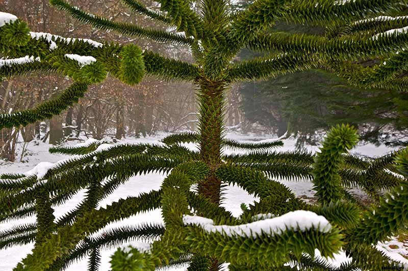 How to Grow Norfolk Island Pine, Your Living Christmas Tree