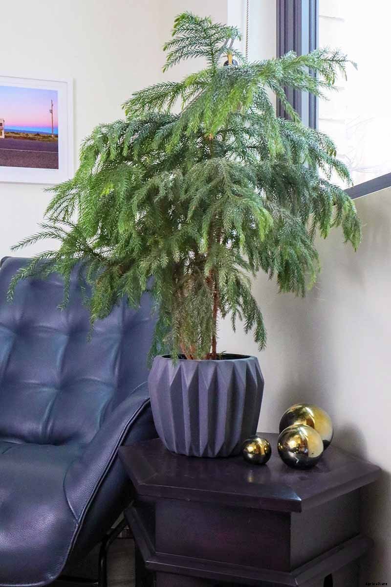 How to Grow Norfolk Island Pine, Your Living Christmas Tree