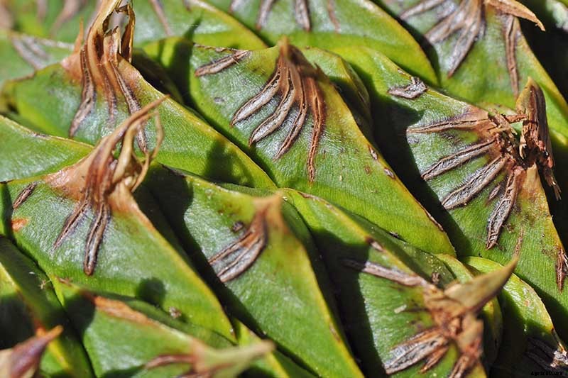 How to Grow Norfolk Island Pine, Your Living Christmas Tree