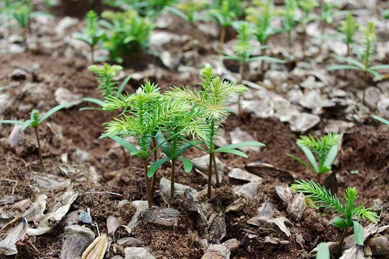 How to Grow Norfolk Island Pine, Your Living Christmas Tree