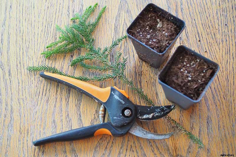 How to Grow Norfolk Island Pine, Your Living Christmas Tree