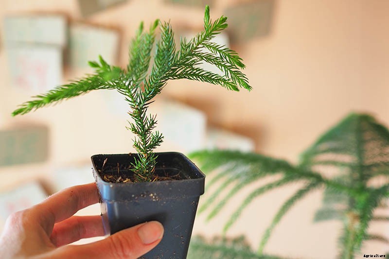How to Grow Norfolk Island Pine, Your Living Christmas Tree