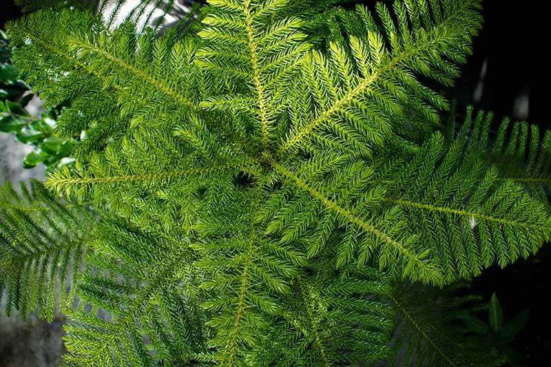 How to Grow Norfolk Island Pine, Your Living Christmas Tree