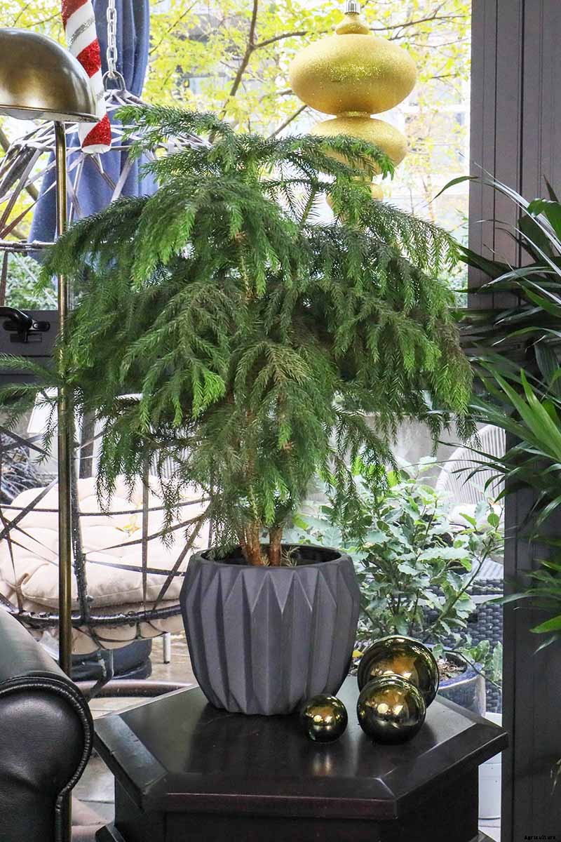How to Grow Norfolk Island Pine, Your Living Christmas Tree