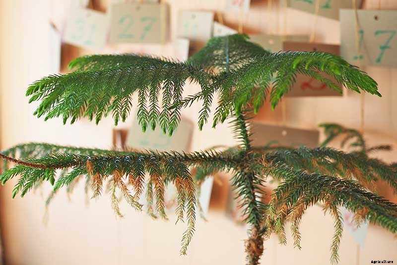 How to Grow Norfolk Island Pine, Your Living Christmas Tree