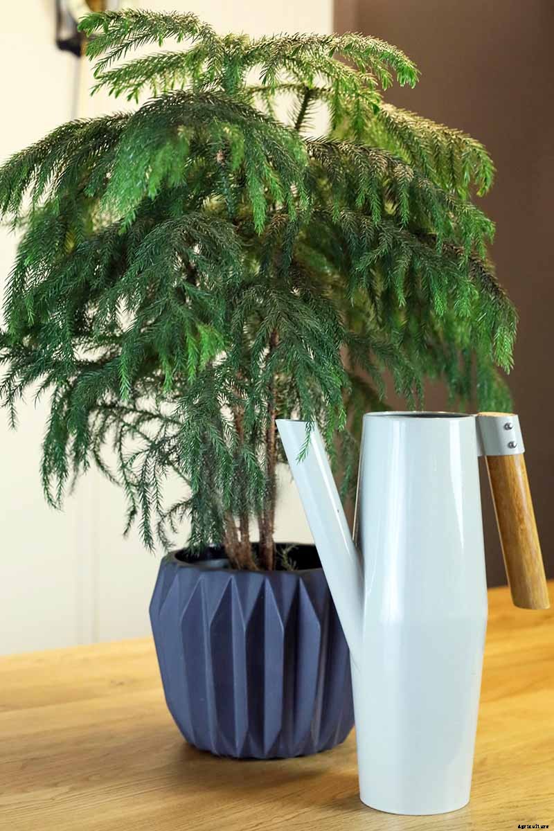 How to Grow Norfolk Island Pine, Your Living Christmas Tree