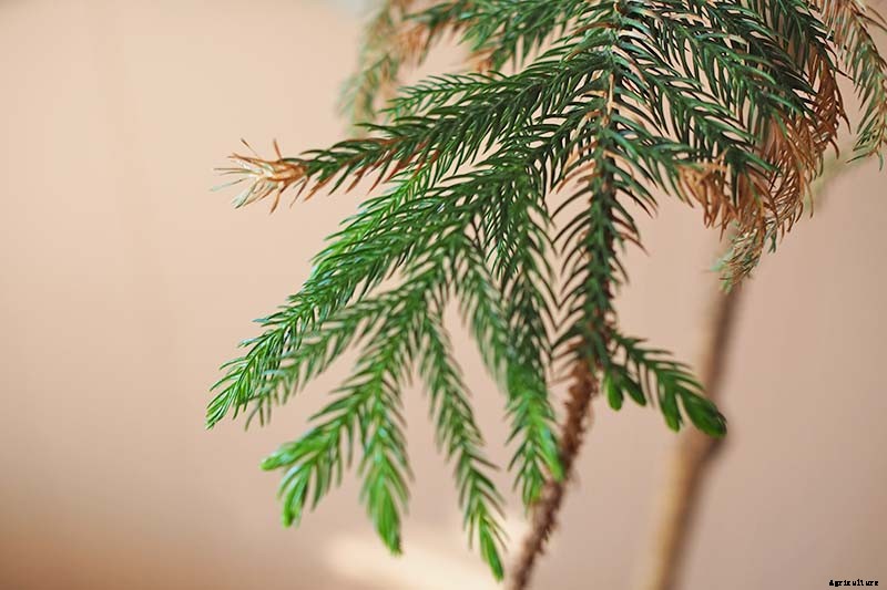 How to Grow Norfolk Island Pine, Your Living Christmas Tree
