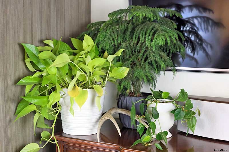 How to Grow Norfolk Island Pine, Your Living Christmas Tree