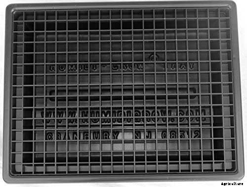 How to Grow Norfolk Island Pine, Your Living Christmas Tree