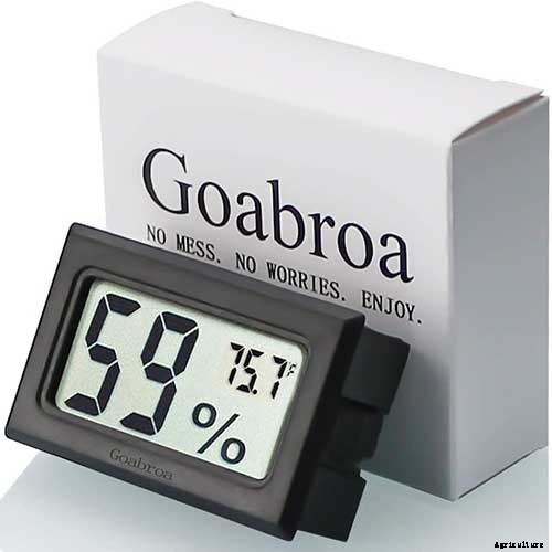 How to Grow Norfolk Island Pine, Your Living Christmas Tree