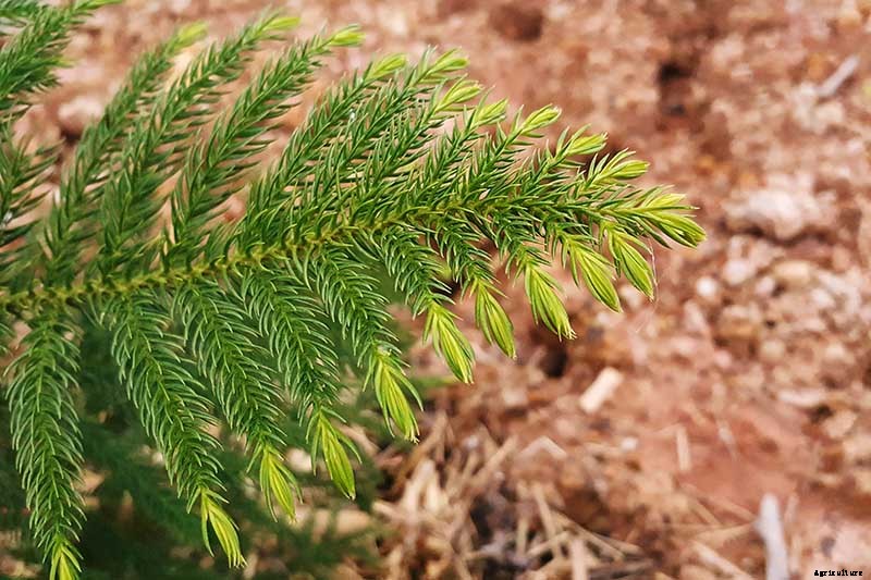 How to Grow Norfolk Island Pine, Your Living Christmas Tree