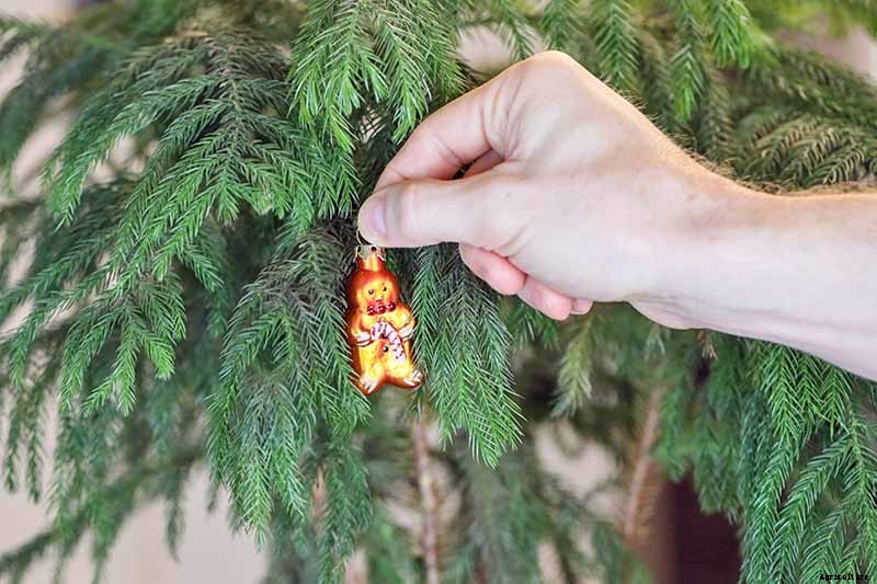 How to Grow Norfolk Island Pine, Your Living Christmas Tree