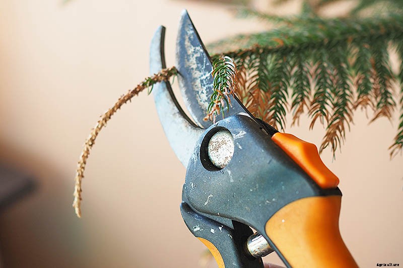 How to Grow Norfolk Island Pine, Your Living Christmas Tree