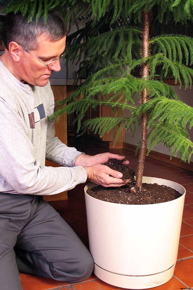 How to Grow Norfolk Island Pine, Your Living Christmas Tree