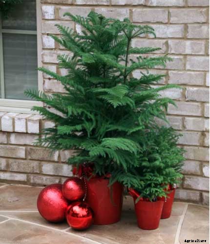 How to Grow Norfolk Island Pine, Your Living Christmas Tree