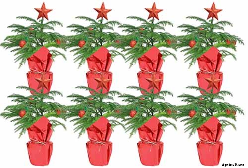 How to Grow Norfolk Island Pine, Your Living Christmas Tree