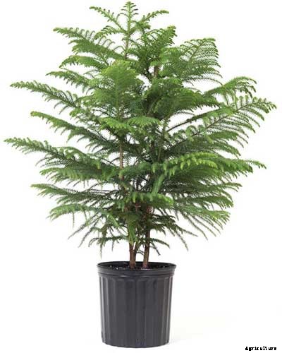 How to Grow Norfolk Island Pine, Your Living Christmas Tree