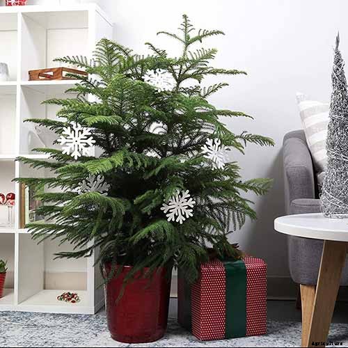 How to Grow Norfolk Island Pine, Your Living Christmas Tree