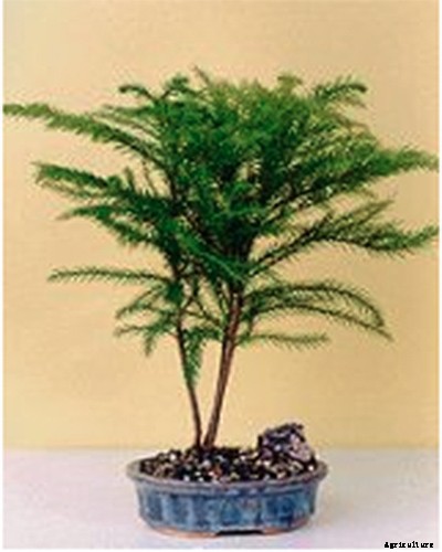 How to Grow Norfolk Island Pine, Your Living Christmas Tree