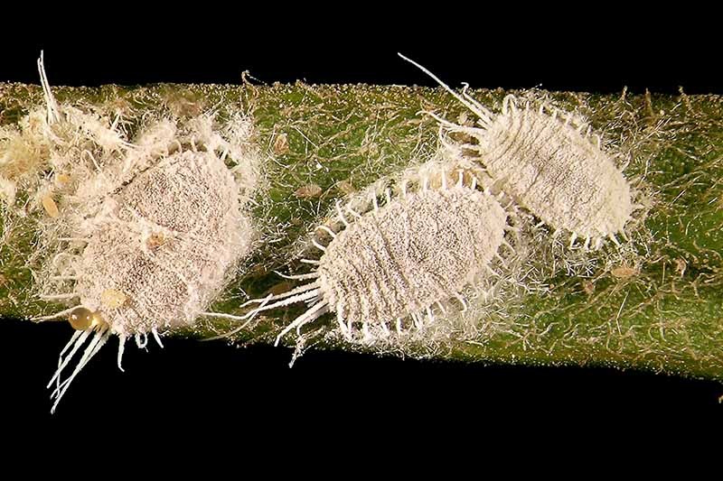 How to Grow Norfolk Island Pine, Your Living Christmas Tree