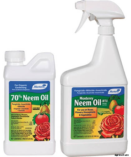 How to Grow Norfolk Island Pine, Your Living Christmas Tree