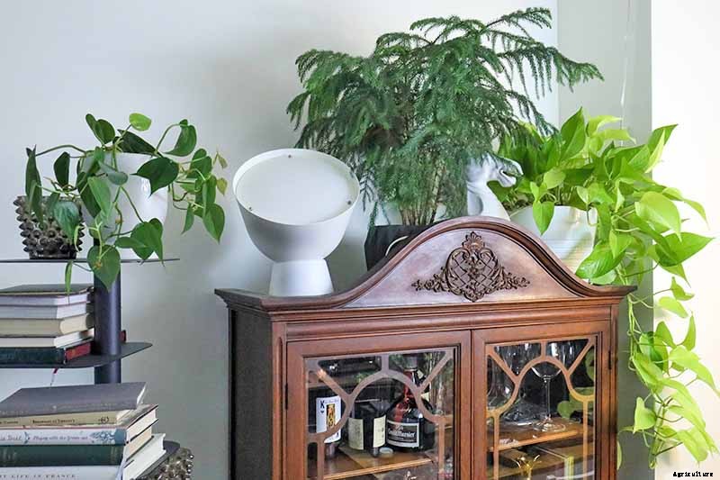 How to Grow Norfolk Island Pine, Your Living Christmas Tree