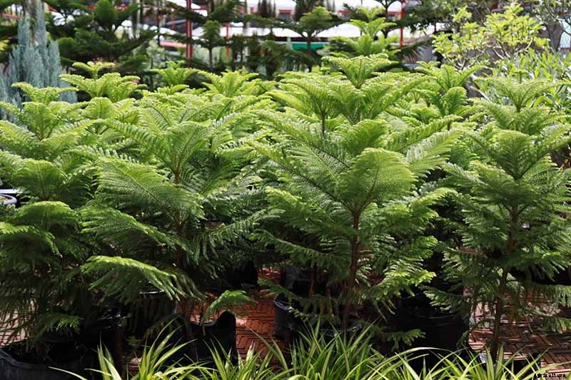 How to Grow Norfolk Island Pine, Your Living Christmas Tree