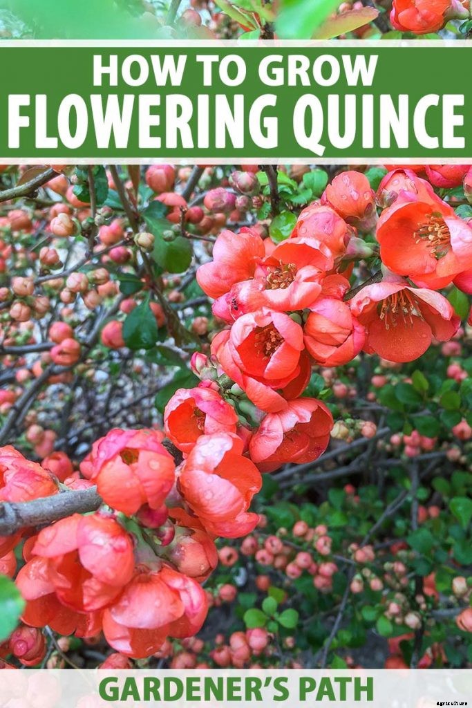 How to Grow Flowering Quince for Early Spring Color