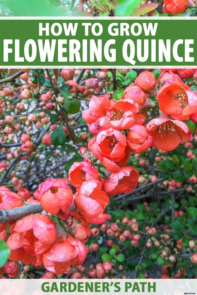 How to Grow Flowering Quince for Early Spring Color