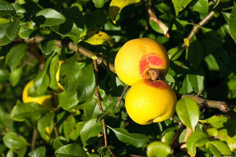 How to Grow Flowering Quince for Early Spring Color