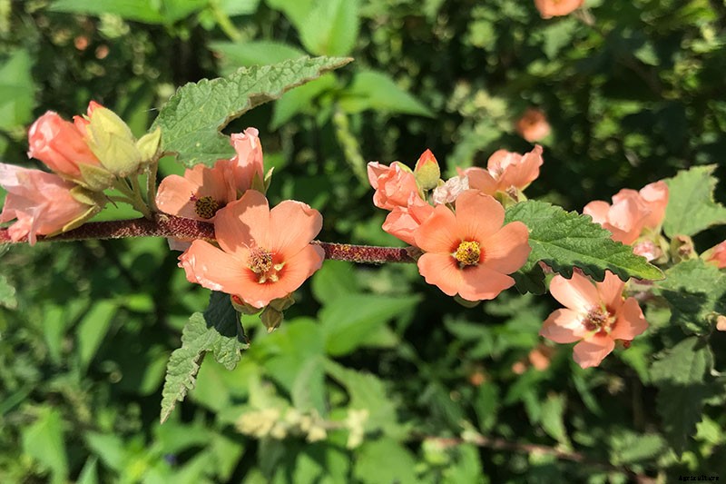 How to Grow Flowering Quince for Early Spring Color