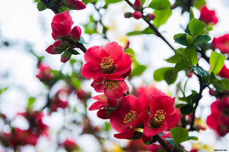 How to Grow Flowering Quince for Early Spring Color
