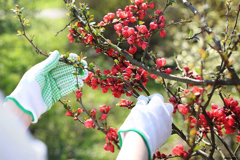 How to Grow Flowering Quince for Early Spring Color