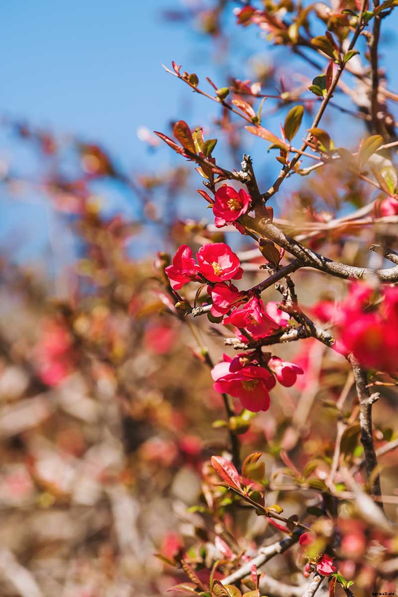How to Grow Flowering Quince for Early Spring Color