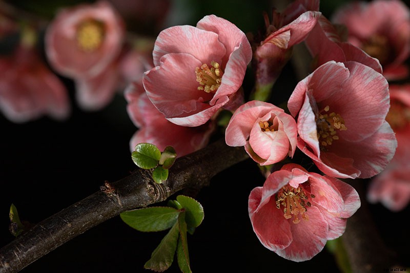 How to Grow Flowering Quince for Early Spring Color