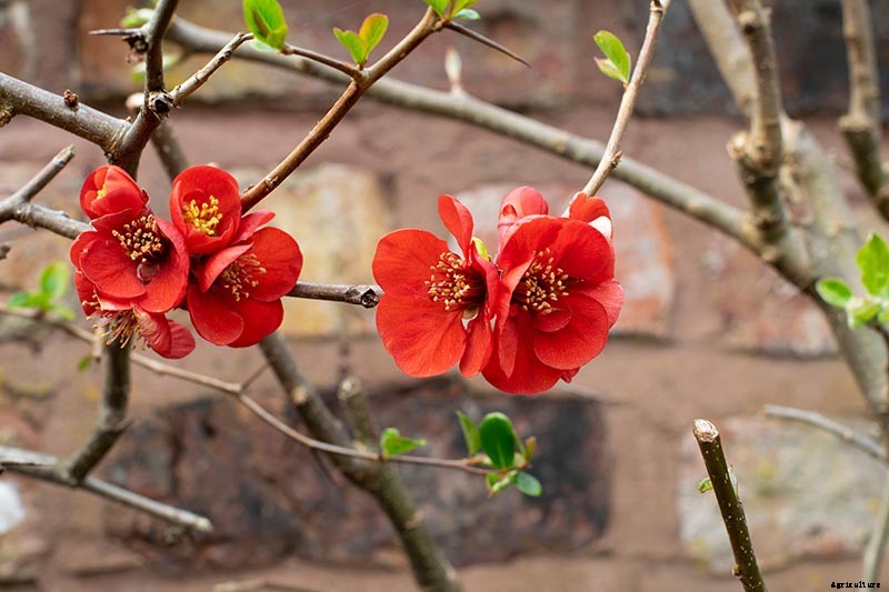 How to Grow Flowering Quince for Early Spring Color