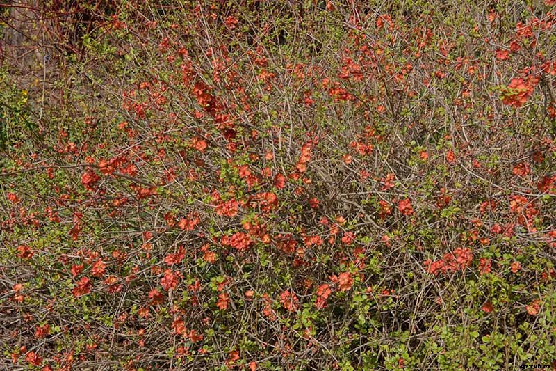 How to Grow Flowering Quince for Early Spring Color