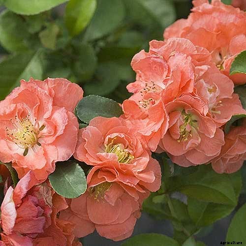How to Grow Flowering Quince for Early Spring Color