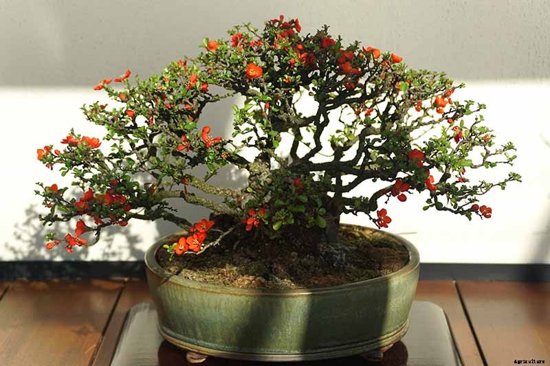 How to Grow Flowering Quince for Early Spring Color