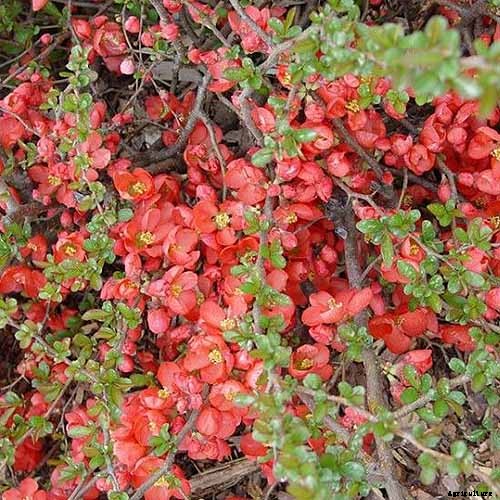 How to Grow Flowering Quince for Early Spring Color